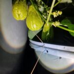 Bio-Chayoten (Gemüsebirne) aus eigenem, naturnahem Anbau